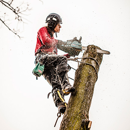 Pilarz, drwal, arborysta, wycina drzewo