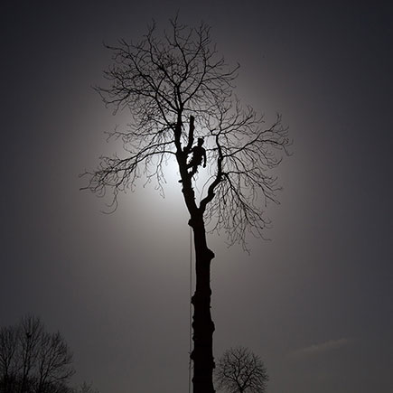 Wycinanie drzew bez użycia podniśnika, bezpiecznie i o wiele szybciej