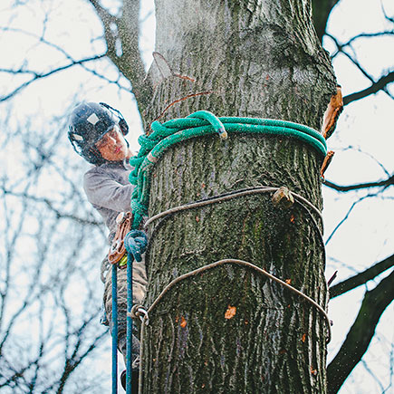 Wycinanie drzew bez użycia podnośnika, bezpiecznie i o wiele szybciej