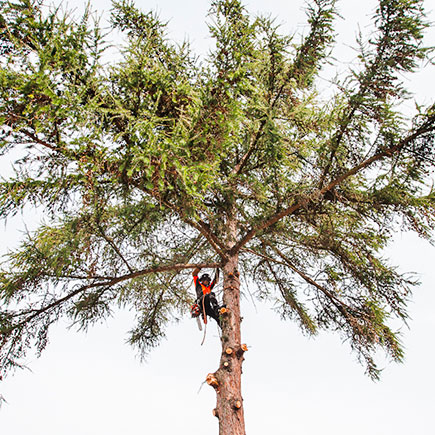 Wycinanie drzew bez użycia podnośnika, bezpiecznie i o wiele szybciej