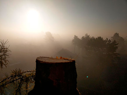 wycięcie drzewa świerk z własnej działki w Mysłowicach, Katowicach