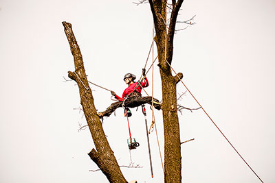 Wycięcie drzewa gat. Dąb