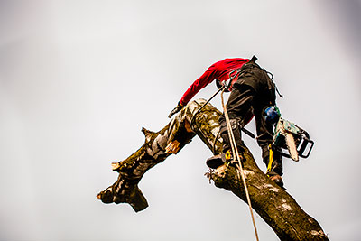 Wycięcie drzewa gat. Dąb