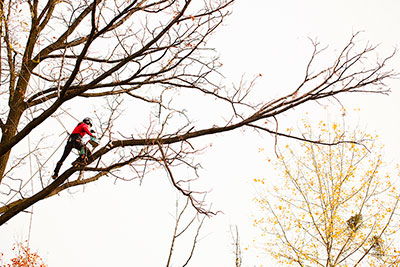 Wycięcie drzewa gat. Dąb