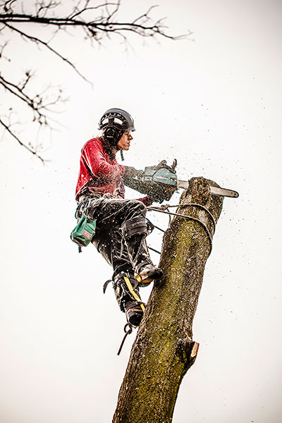 Wycięcie drzewa gat. Dąb