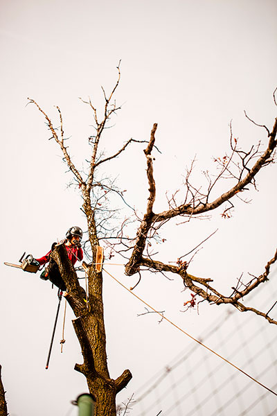 Wycięcie drzewa gat. Dąb