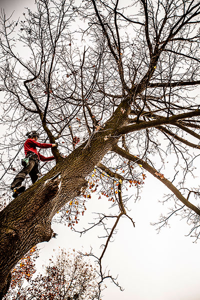 Wycięcie drzewa gat. Dąb