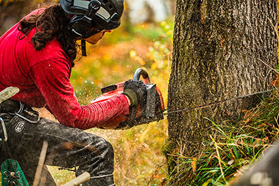 Wycięcie drzewa gat. Dąb