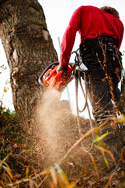 Wycięcie drzewa gat. Dąb