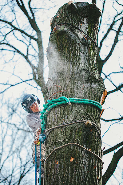 Wycięcie drzewa techniki linowe