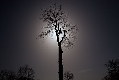 Wycięcie drzewa techniki linowe