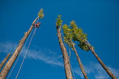 Wycięcie drzewa techniki linowe