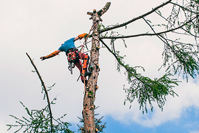 Wycięcie drzewa techniki linowe