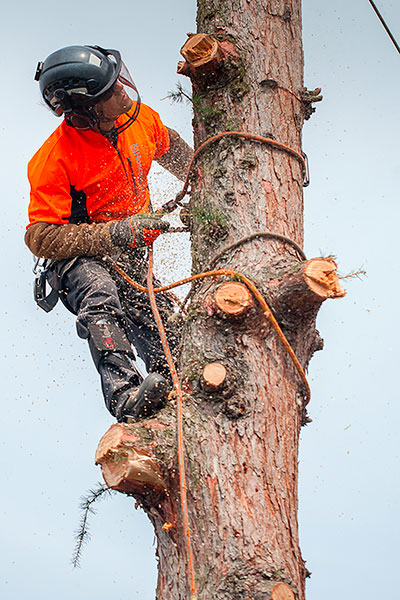 Wycięcie drzewa techniki linowe