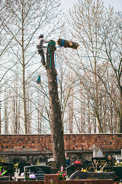 Wycięcie drzewa techniki linowe