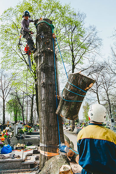 Wycięcie drzewa techniki linowe